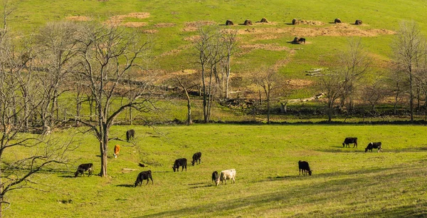 Αγελάδες που βόσκουν — Φωτογραφία Αρχείου
