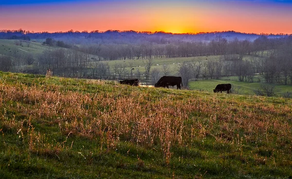 Ηλιοβασίλεμα στο αγρόκτημα με αγελάδες — Φωτογραφία Αρχείου