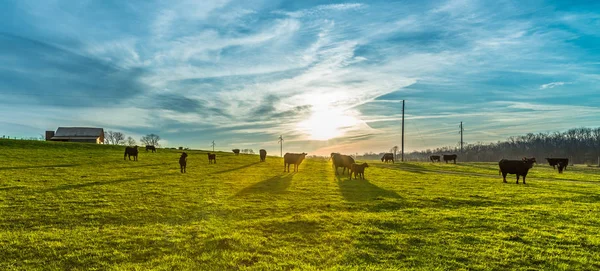 Sabah gündoğumu inek ile — Stok fotoğraf