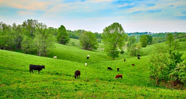 Vacas pastando al atardecer —  Fotos de Stock