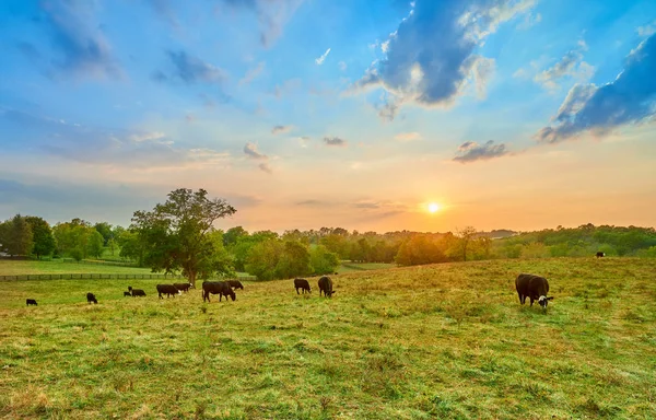 Vacas pastando al atardecer — Foto de Stock