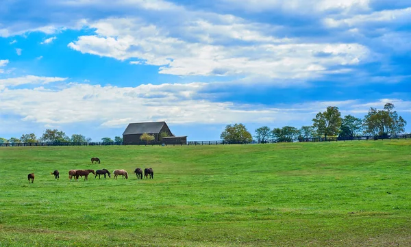 Kentucky paard boerderij — Stockfoto