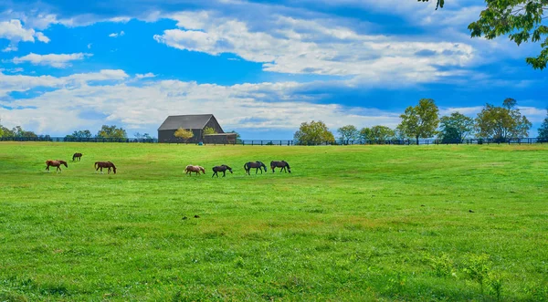 Кентукки Хорс Фарм — стоковое фото