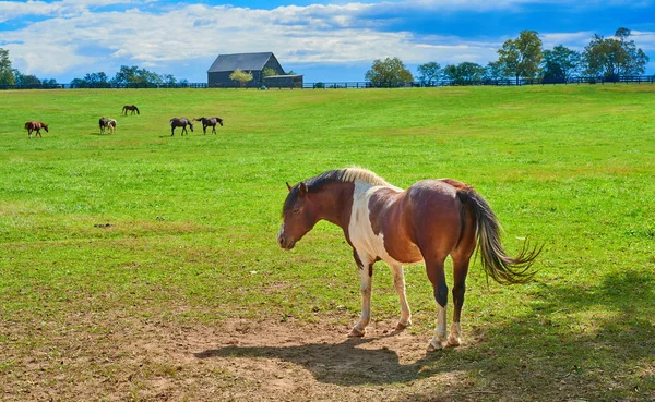 ケンタッキーの牧場で馬 — ストック写真