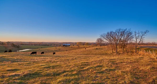 Mucche pascolo a tramonto lungo lafferty luccio — Foto Stock