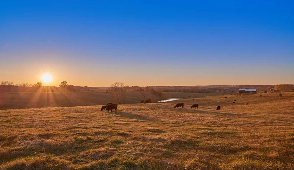 Vacas pastando al atardecer — Foto de Stock