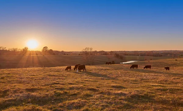 Αγελάδες που βόσκουν στο ηλιοβασίλεμα — Φωτογραφία Αρχείου