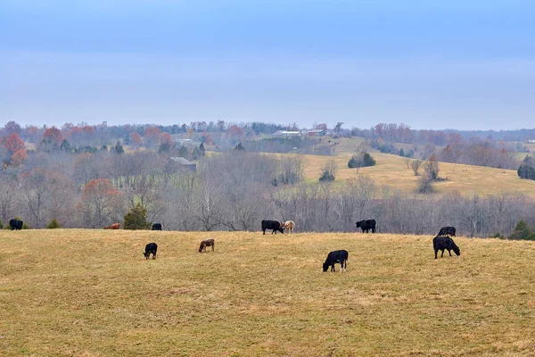 Mucche al pascolo in un campo — Foto Stock