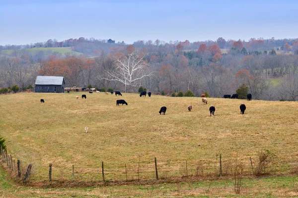 Mucche al pascolo in un campo con fienile — Foto Stock