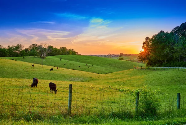 Campo di mucche al tramonto al pascolo — Foto Stock