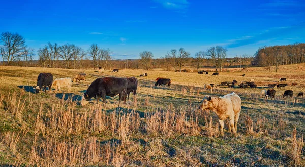 Vaca pastando al atardecer — Foto de Stock