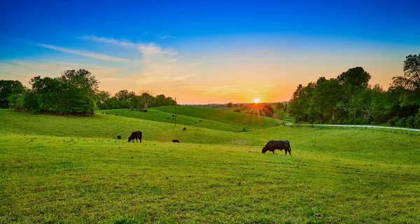 Campo di mucche al tramonto al pascolo — Foto Stock