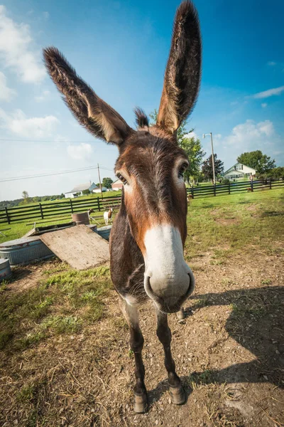 Burro. — Foto de Stock