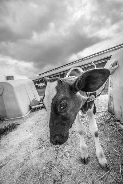 Bebé ternero —  Fotos de Stock