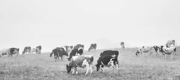 Kühe grasen an einem nebligen Morgen — Stockfoto