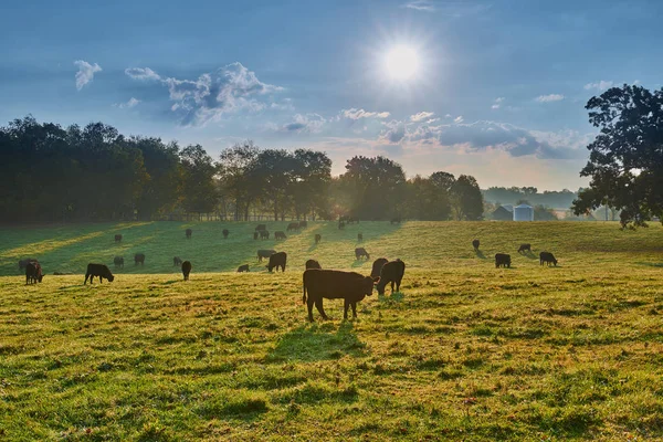 Güneş doğarken inekler otlatma — Stok fotoğraf