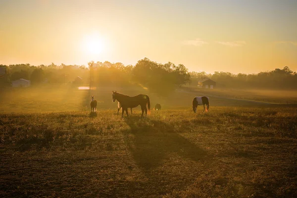 Ανατολή ηλίου πάνω από άλογα — Φωτογραφία Αρχείου