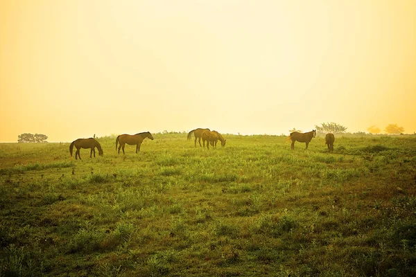 Cavalos pastam no nevoeiro da manhã — Fotografia de Stock