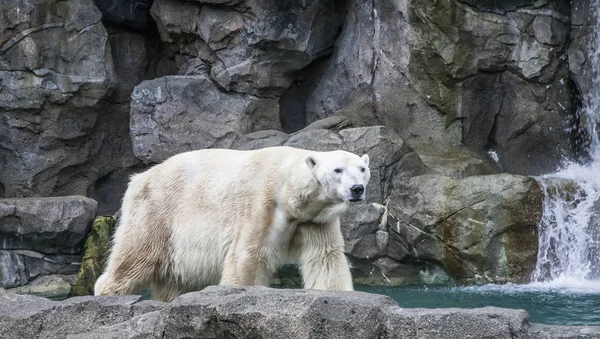 Polar Bear at Zoo — Stock fotografie