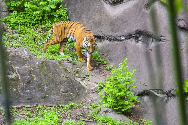 Tiger di kebun binatang — Stok Foto