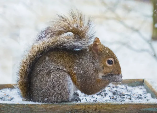 Eichhörnchen überfallen Brückenfeeder — Stockfoto