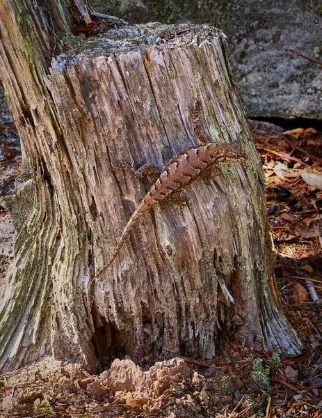 나무 등 걸에 동부 울타리 도마뱀 — 스톡 사진