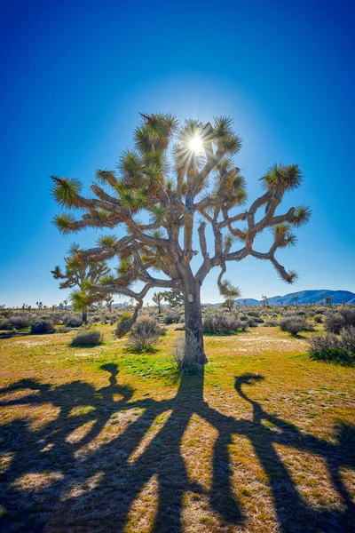 Joshua Tree körvonalas a nap ellen — Stock Fotó