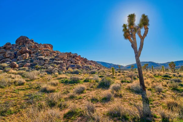 Háttérvilágítással Joshua Tree a Sun — Stock Fotó