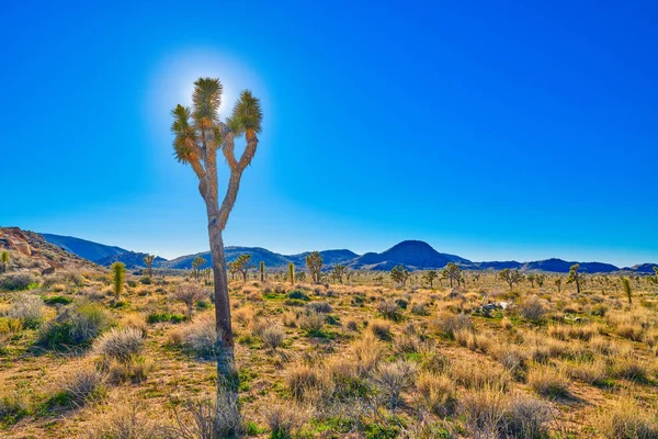 Backlit Joshua Tree with Sun — Stock Photo, Image