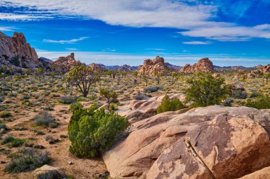 Kaya Oluşumları ile Joshua Ağaçlar