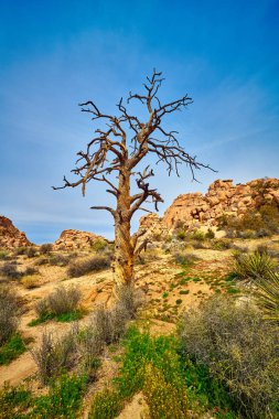 Joshua Tree'de ölü çam ağacı