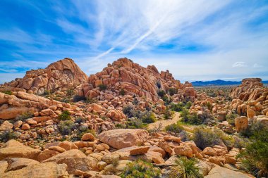 Joshua Tree'de Kutu Kanyonuna Giriş