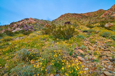 Joshua Tree Np çölde Süper Bloom