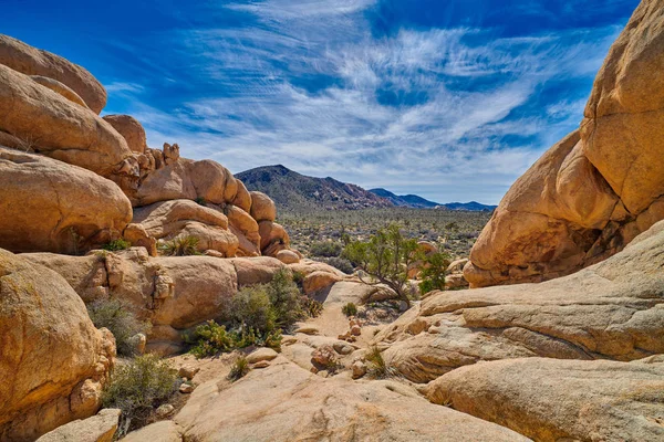 Utsikt över Joshua Tree Valley — Stockfoto