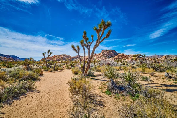 Joshua Trees Along Hiking Trail — Stock Photo, Image