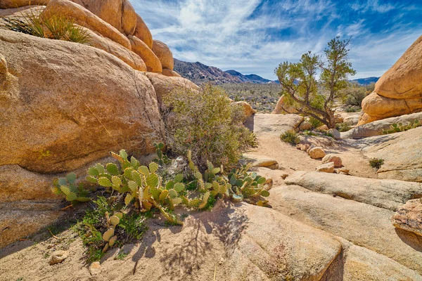 Kaktus växer längs vandringsled — Stockfoto