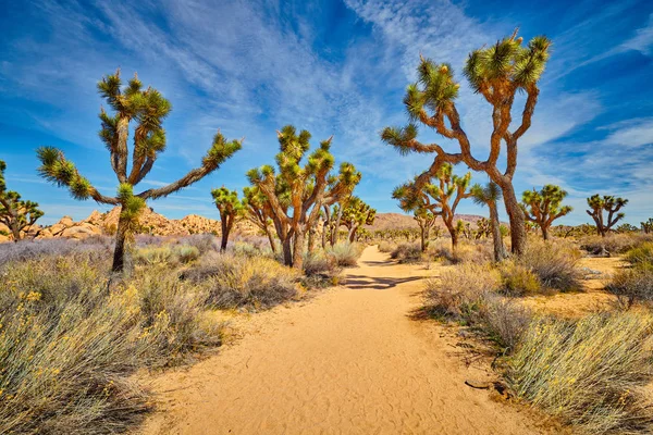 Hiking Trails Through Joshua Trees — Stock Photo, Image