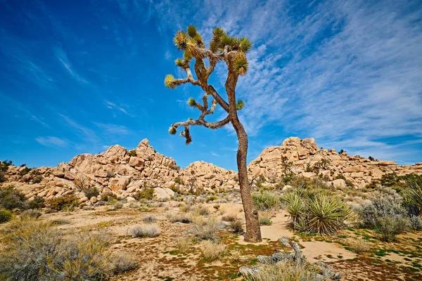 Joshua Tree a sziklaalakzatok — Stock Fotó