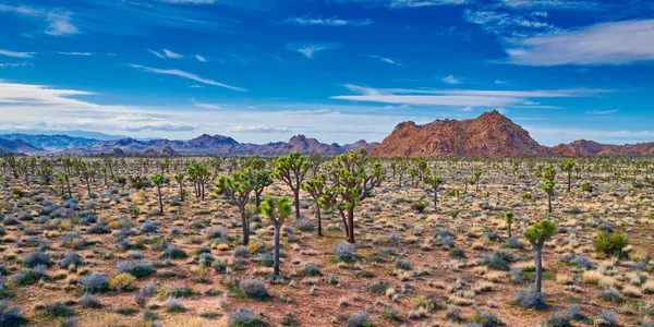 Joshua Árboles con montañas y cielo azul — Foto de Stock