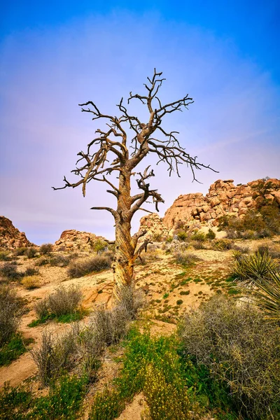 Dead fenyőfa Joshua Tree — Stock Fotó