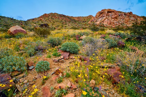 Super Bloom a sivatagban a Joshua Tree np — Stock Fotó