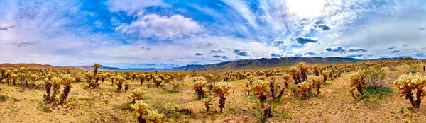 Vedere panoramică a Grădinii Cholla Cactus — Fotografie, imagine de stoc