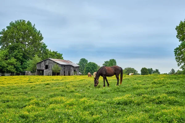 Лошади пасутся на весенней траве — стоковое фото