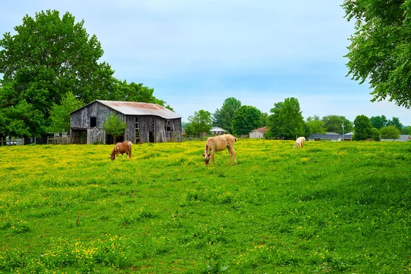 Cavalos Grazing na grama da primavera — Fotografia de Stock