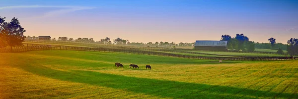 Cavalli purosangue al tramonto al pascolo — Foto Stock