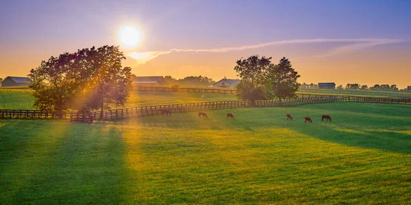 Volbloed paarden grazen bij zonsondergang — Stockfoto