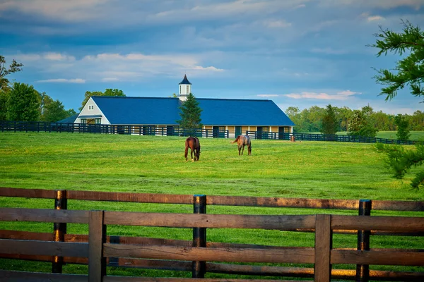 Dos caballos de pura raza pastando en un campo — Foto de Stock