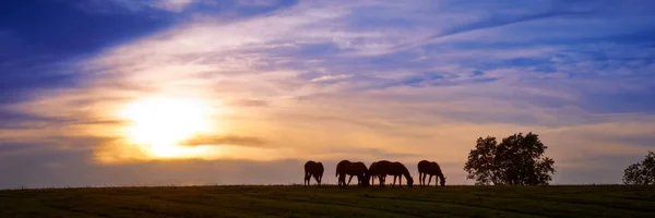 Cavalos Grazing com pôr do sol — Fotografia de Stock