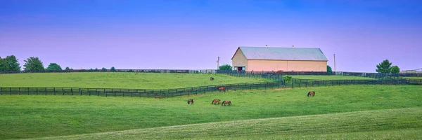 Horses Grazing at Dusk — Stock Photo, Image