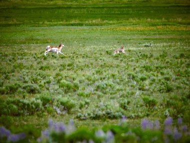 Pronghorn Yellowstone Milli Parkı'nda bir peşinde.